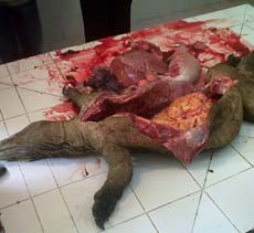 Seekor Komodo Betina KBS Ditemukan Tak Bernyawa