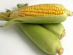 Makan Jagung Usus Lebih Sehat