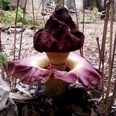 Wah! Bunga Bangkai Muncul di Daerah Borobudur