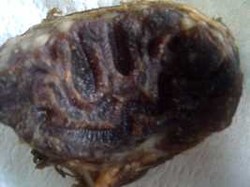 Wah! Ada Tulisan Allah dalam Daging Kurban