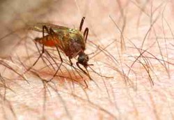 Kelambu Lebih Praktis Halau Malaria Dibanding Modifikasi Nyamuk