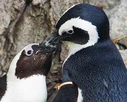 Buddy & Pedro, Penguin Gay yang Terpaksa Dipisahkan