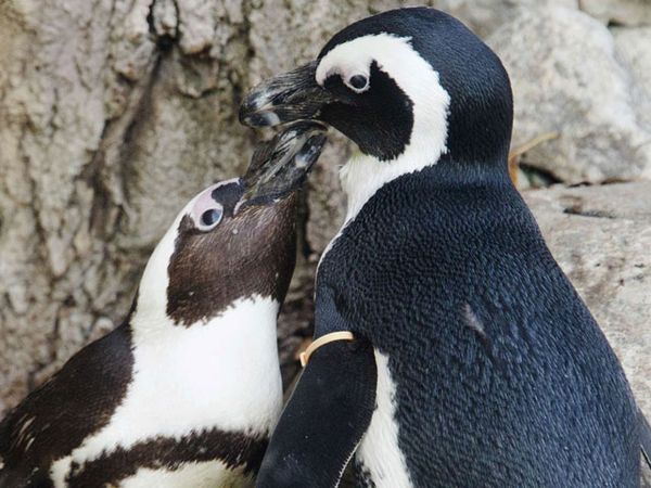 Kisah Cinta Terlarang Penguin Afrika