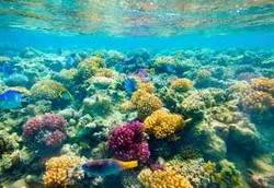 Eijkman Teliti Sumber Obat dari Biota Laut Indonesia