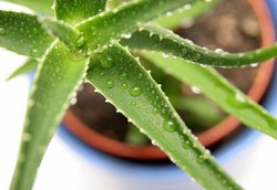 Putihkan Gigi Secara Alami dengan Lidah Buaya