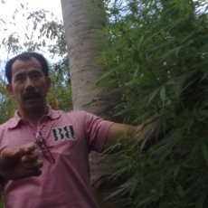 Wah! Ada Kebun Ganja di Garut