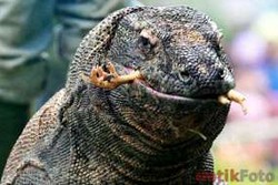 New7Wonders Baru Resmikan 7 Keajaiban Dunia Pada Awal 2012