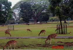Ragunan Serahkan Masalah Rusa Monas ke Pemprov DKI