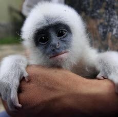 Linop, Bayi Surili Belum Bisa Dilihat Pengunjung Bonbin