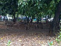 Kolam Kering, Rusa di Monas Kehausan