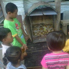 Hiii! Gerombolan Ular Sanca Teror Warga Cakung