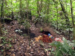 Bower Bird, King of Seduction alias Sang Penggoda