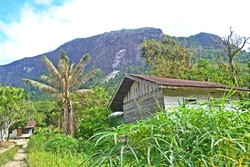 Tanaman Endemik di Bukit Kelam