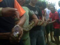 Ular Sanca Teror Warga Cakung