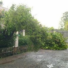 Cimahi Diterjang Hujan Badai, Belasan Pohon Tumbang