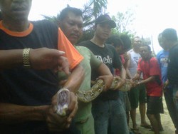  Hiii! Sanca Cakung Raib, Warga Duga Ular Makhluk Jadi-jadian