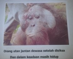 Pemerintah Tunggu Hasil Investigasi Pembantaian Orang Utan