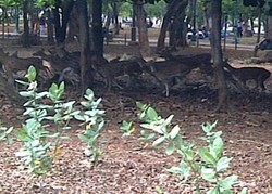 8 Rusa Monas Diboyong ke Ragunan karena Populasi Berlebih