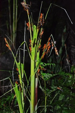 Hujan Belalang di Ladang Suku Dayak Iban