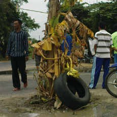 Sering Terjadi Tabrakan, Lubang di Jalan Ditanami Pisang
