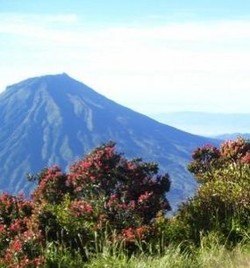 Muncul 9 Kawah Berasap Di Gunung Sindoro