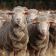 Duh! Lebih 500 Domba Mati Kelaparan Saat akan Diekspor