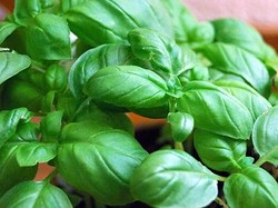  Basil dan Cabai Picu Libido Wanita