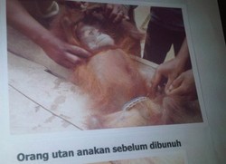PT KAM Bantah Areal Perkebunan Sawit Jadi Ajang Pembantaian Orangutan