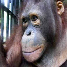 Menelusuri Jejak Orang Utan di Tengah Kepungan Kebun Kelapa Sawit