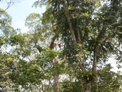 Konservasi Orangutan di Stasiun Penelitian Ketambe