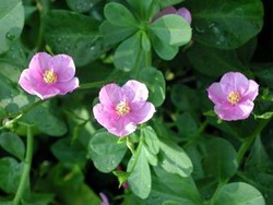 Krenyes Empuk Daun Kolesom