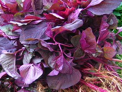 Bayam Merah Cegah Rambut Rontok