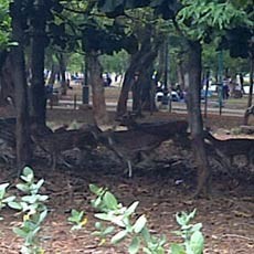 Segaaar! Kolam Baru Guyur Dahaga Rusa di Monas