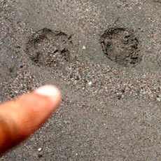 Macan Kumbang Terancam Banjir Lahar Dingin Merapi