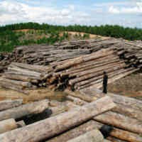 ASEAN dan Korea Sepakati Sertifikat Legalitas Kayu