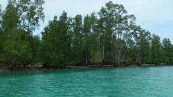 Birunya Labuan Kelambu 