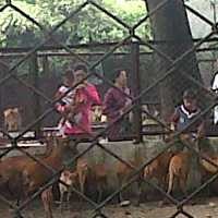 Seekor Kijang di Kebun Binatang Surabaya Ditemukan Mati