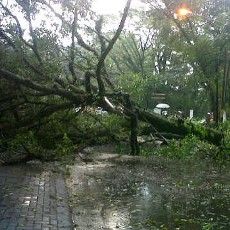 Bruk, Pohon Tumbang Menimpa 4 Mobil Tamu Hotel Vio