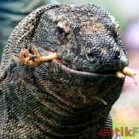 Pulau Komodo Tarik Minat Investor Hotel Asing