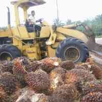 Bea Keluar CPO Desember Tetap 15%