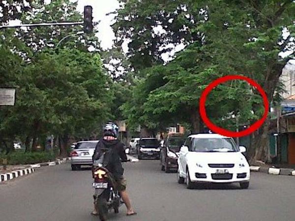 Rambu Lalu Lintas Tertutup Pohon