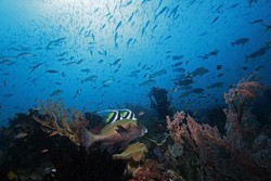 Surga Penyelam di Bumi Cendrawasih