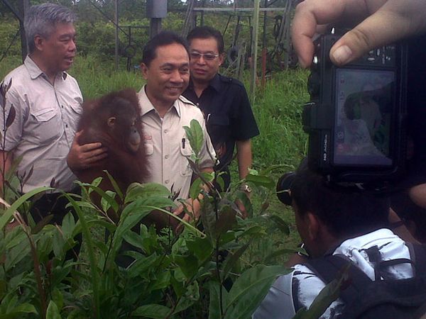 6 Orangutan Dilepas di Hutan Seruyan