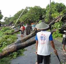 Pohon-pohon Ambruk Berjejer, Timpa Rumah dan Tiang Listrik