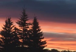 Ekstrak Pinus Bisa Tingkatkan Daya Ingat