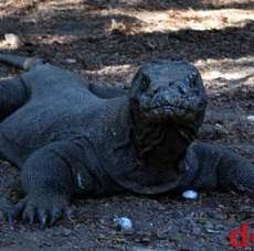 Duh! Kawasan Pulau Komodo Cuma Punya Satu Hotel Bintang 5