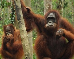 Yuk Kenalan dengan Orang Utan di Tanjung Puting