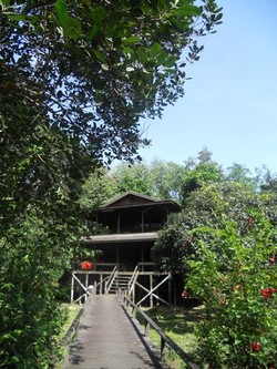 Mengintip Kehidupan Orang Utan di Camp Kakap