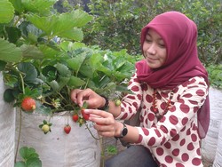 Strawberry at Ciwidey