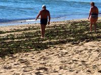 Serbuan Rutin Rumput Laut ke Nusa Dua